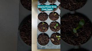 Grow Gazania Flower From Seeds gazania shorts winterflowers [upl. by Arrad]