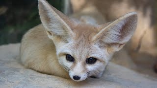 Worlds Most Adorable Fox The Fennec Fox animals nature shorts [upl. by Raine]