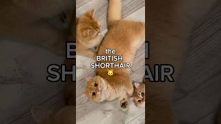 the BRITISH SHORTHAIR 🐱catbreed [upl. by Thane456]