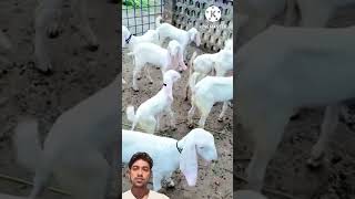 5 bakri bacchon ke sath price 50000😱💥offersell original goat [upl. by Ayotel]