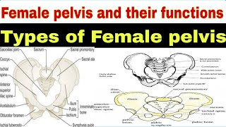 Understanding the Female Pelvis Types Functions and Anatomy Explainedquot [upl. by Aelram714]