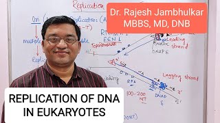 2 Replication of DNA in Eukaryotes New [upl. by Tait]