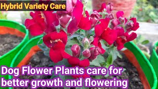 How to care Hybrid Antirrhinum flower plant  Dog Flower care in Hindi [upl. by Adelpho]