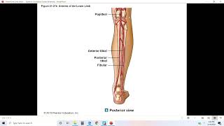 Systemic Circulation Lower Extremity Lesson [upl. by Airbma126]