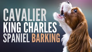 Cavalier King Charles Spaniel Barking This Is How The Cavalier King Charles Spaniel Bark [upl. by Anehsak]