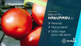 Podkładka DR0141TX i Hakumaru to plenność wytrzymałość i dobry wigor przez cały sezon 🍅🌱 [upl. by Anerac]