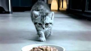 Whiskas Kitten TV Commercial [upl. by Siramed]