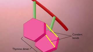 3 Thymine Dimers Formation and Repair YouTube [upl. by Peterus360]