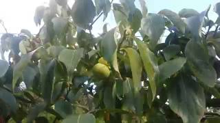 Growing PersimmonSharon Fruit in the UK [upl. by Freytag]