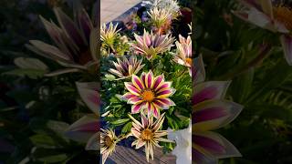 Gazania rigens gazania flowers flower flowerbed [upl. by Yenal]