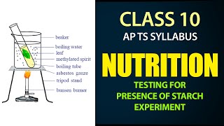 Nutrition  Presence of Starch Experiment  AP amp TS syllabus  Class 10th Biology ch1 [upl. by Eecak]