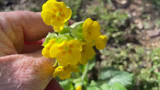 Planting Springtime Pollinator Friendly Plants in my Garden [upl. by Ignazio]