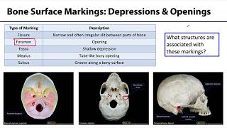 MSK Skeletal System Basics  Bone Surface Markings [upl. by Kall]