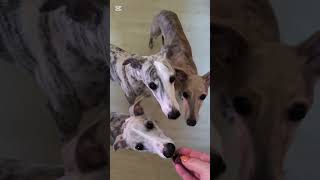 Whippets amp beef liver  yummy [upl. by Lunseth]