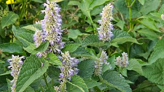 Plant of The Week Herbs Agastache or Anise Hyssop [upl. by Titus]