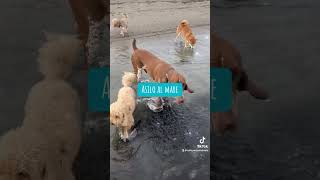 asilo al mare per cani marepercani caniefelici cani mare [upl. by Sucirdor]