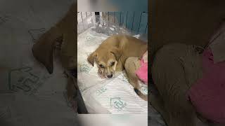 The Tragic Puppy Undergoes Remarkable Transformation After Rescue。shorts [upl. by Herwig]