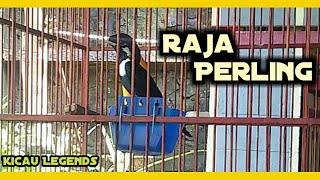 burung Raja perling endemik sulawesi [upl. by Monahon46]