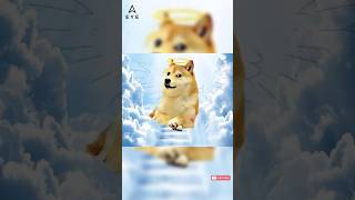 The Life and Legacy of Kabosu The Doge Meme Dog [upl. by Nayb]