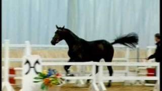 VAN HELSING Hannover stallion by Valentino x Stakkato wwwequineevolutioncom stallone da monta [upl. by Rannug]