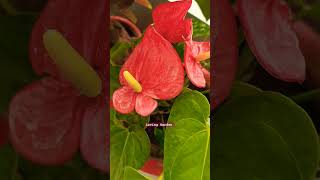 Anthurium Plant ❤️trending lovinggarden gardeningvideoviralvideo shortvideo trending [upl. by Svend]