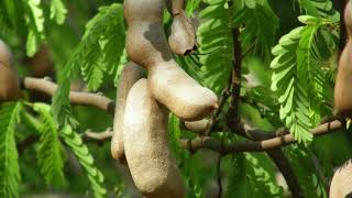 Health Effects Of Tamarind [upl. by Inhsor]