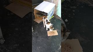 NewBorn Kittens in danger Support us to Save Them shortvideo cat [upl. by Muscolo668]