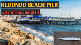 Redondo beach pier fishing🐟 Lots of mackerel [upl. by Huskamp]