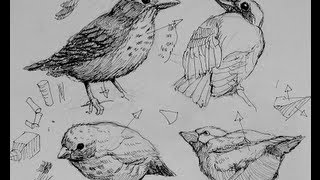 Pen amp Ink Drawing Tutorials  How to draw birds [upl. by Sternberg]