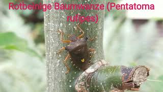 Rotbeinige Baumwanze Pentatoma rufipes [upl. by Adnahsat]