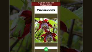 Passiflora alata shorts flores flowers [upl. by Aleyam222]