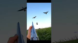 This was too close but i missed out shot😩 youtubeshorts birdhunting goosehunting duckhunting [upl. by Suiratnod72]