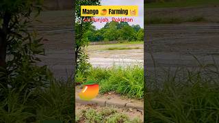 Mango 🥭 Farming 🧺 in Punjab Pakistan 🇵🇰👈😍💛💙❤️💜🤎👁️👁️tree mango farming nadeembukhari trending [upl. by Ger]