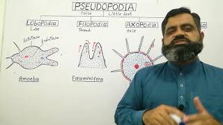 Pseudopodia Urdu Hindi mediumprofmasoodfuzail Structure of PseudopodiaTypes of Pseudopodia [upl. by Enidanreb]