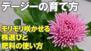 デージーの育て方 花がら摘み 冬越し 残念ながら夏越しはできません～！（一般的にはね！） [upl. by Sorkin]