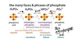 Phosphate forms names pKas etc buffers basics amp intuition [upl. by Nevaed375]