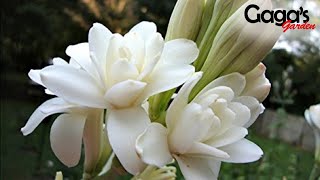 How to Grow and Care Double Tuberose Bulb With Updates  Rajnigandha  Polianthes Tuberosa [upl. by Iaras10]