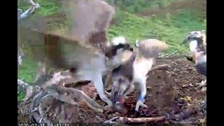 Breakfast arrives but Louis the Loch Arkaig Osprey gets another nip for his trouble 31 Jul 2020 [upl. by Lipson]