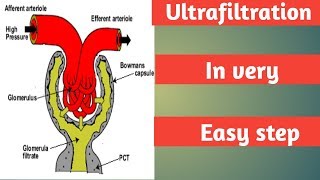 Ultrafiltration part 1 step of urine formation Excretion NEET [upl. by Ehsrop613]