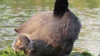 RedKnobbed Coot mom and baby [upl. by Hait]