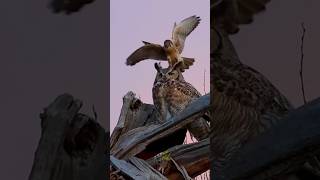 Eagle Owl vs peregrine falcon🦉🦅 shorts wildlife eagleowl peregrine falcon [upl. by Haroldson262]