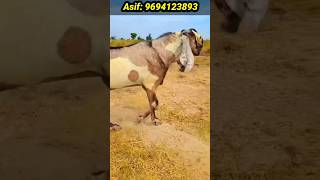 Top Quality ke 3 andu bakre for sale goat shortsyoutube shortvideo [upl. by Enaxor840]