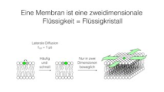 Membranen 22  Fluidität Fettsäuren und Sterole [upl. by Leuamme]