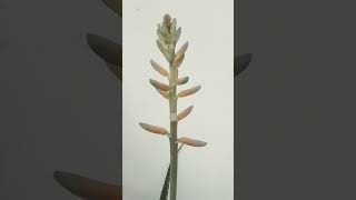 Aloe Vera ki Phool [upl. by Subocaj]