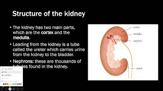 Excretion in humans  IGCSE Biology 0606 [upl. by Einra]