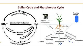 Sulfur and Phosphorous Cycle [upl. by Annai]