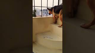 german shepherd dog barking  gsd dog barking  dog barking  puppy barking  dogs voice [upl. by Retxed]