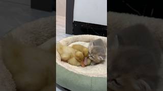 The communication between the kitten the duckling is so cute funnyClick to watch the full version [upl. by Giffy]