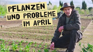 Diese Probleme hat selbst ein Gärtner Jungpflanzen und Gartenarbeiten im April 2024 [upl. by Isyed]