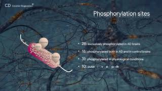 Tau phosphorylation Creative Diagnostics [upl. by Umberto]